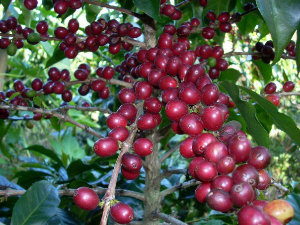 Tìm hiểu về cây cà phê - Phadin Coffee