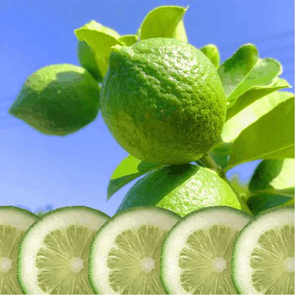Chanh nước hoa Quảng Đông