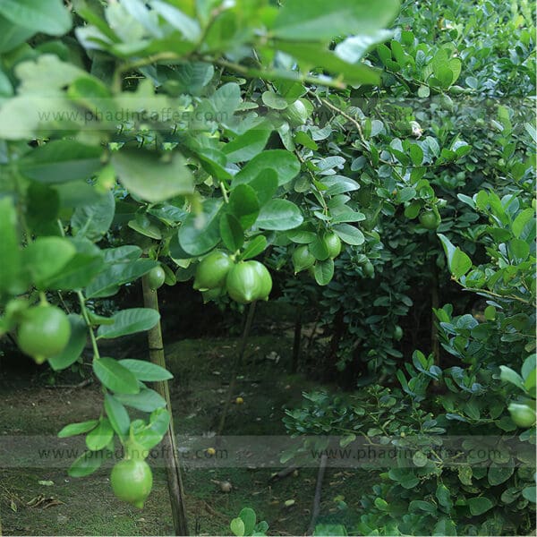 Chanh nước hoa Quảng Đông