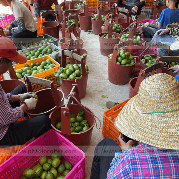 Chanh nước hoa Quảng Đông